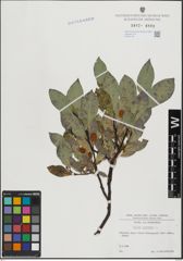 Foto von Salix hastata L.